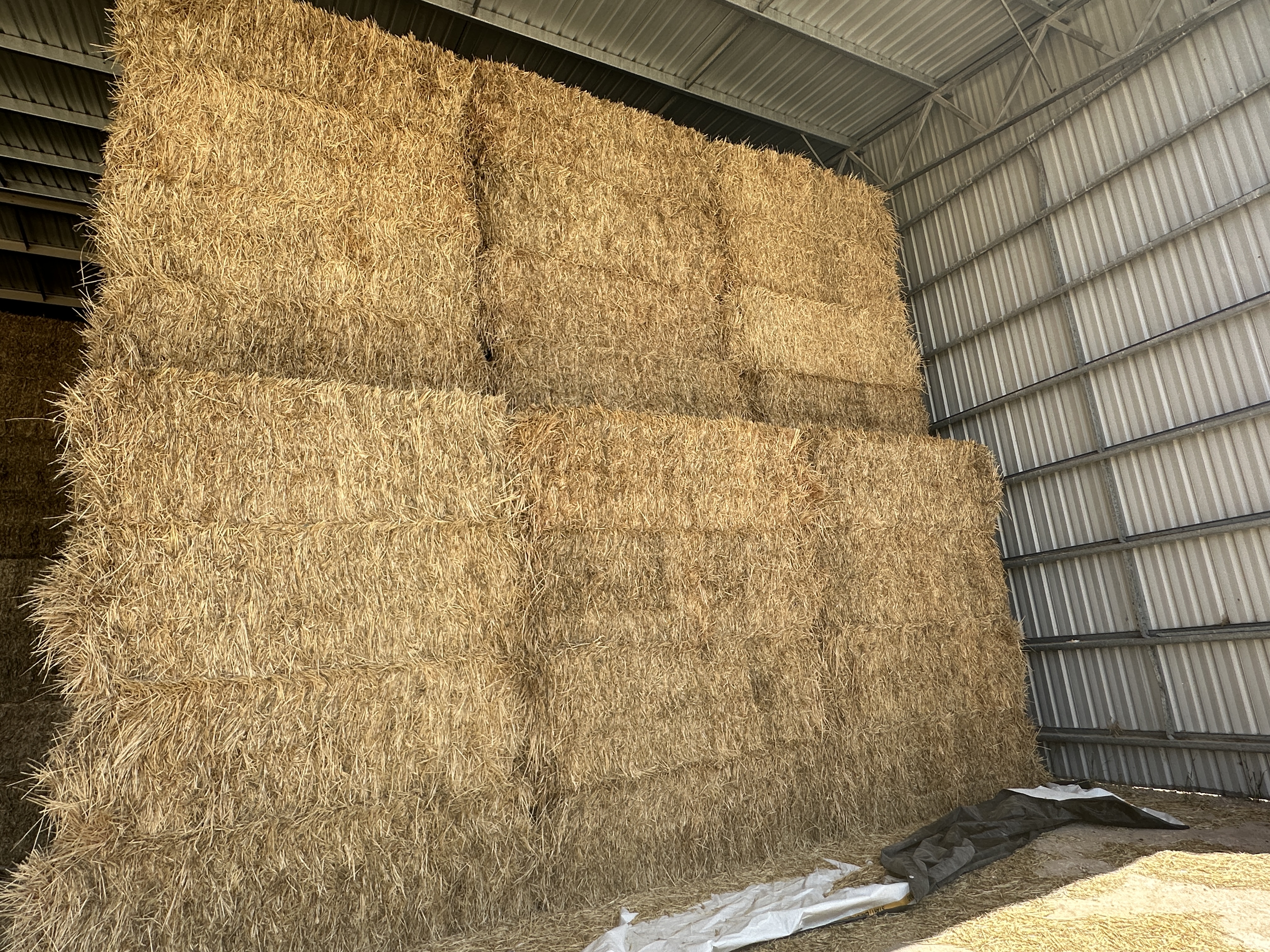 IMG 4427 Barley Hay 2025